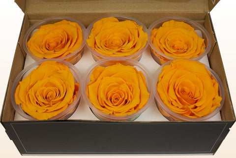 Größe XL, 6 Rosen