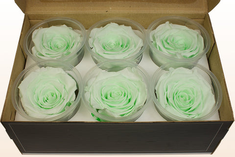 Größe XL, 6 Rosen
