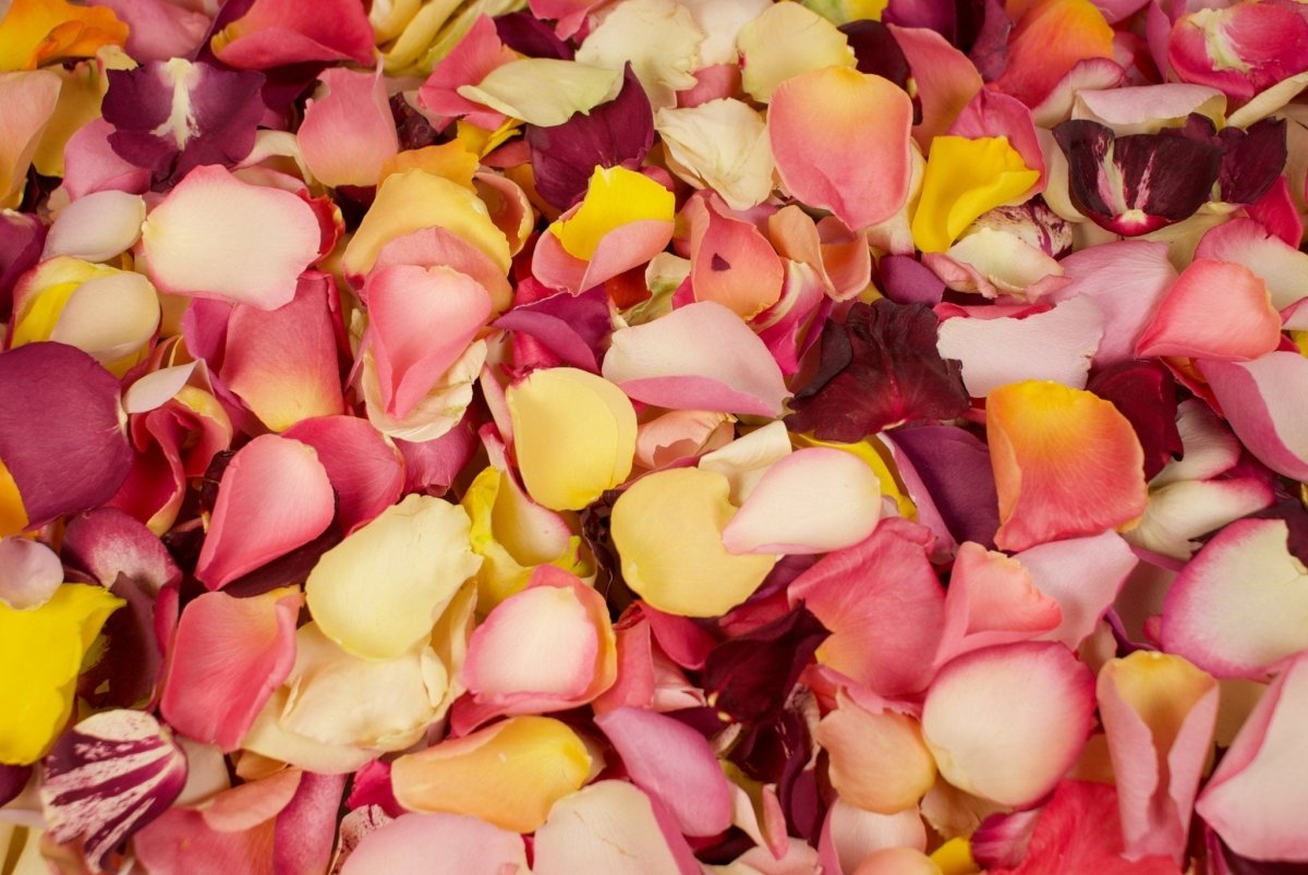 frische rosenblätter aufbewahren Gefriergetrocknete Rosenblätter