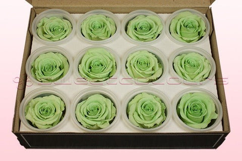 Größe S, 12 Rosen