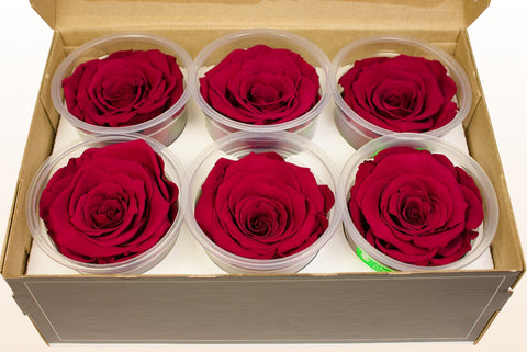 Größe XL, 6 Rosen