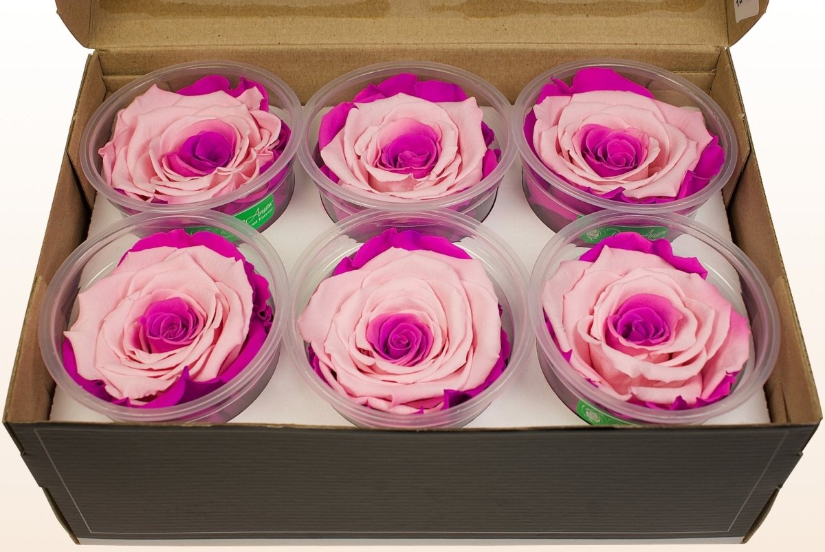 getrocknete rose aufbewahren Konservierte Rosen