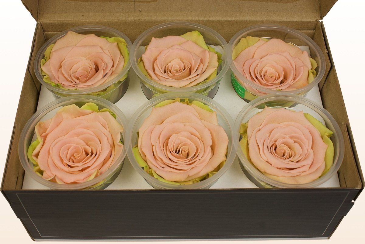 rosenblüten aufbewahren Konservierte Rosen