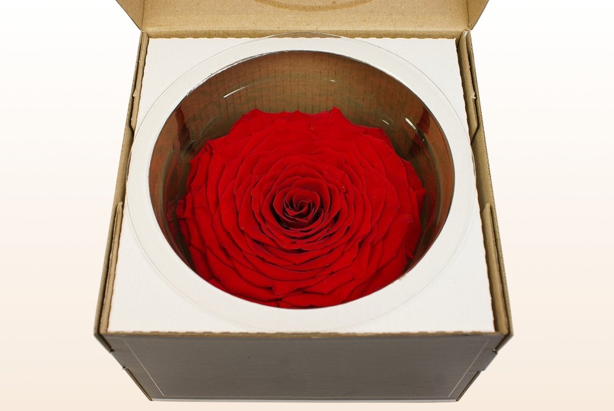 rose aufbewahren Konservierte Rosen