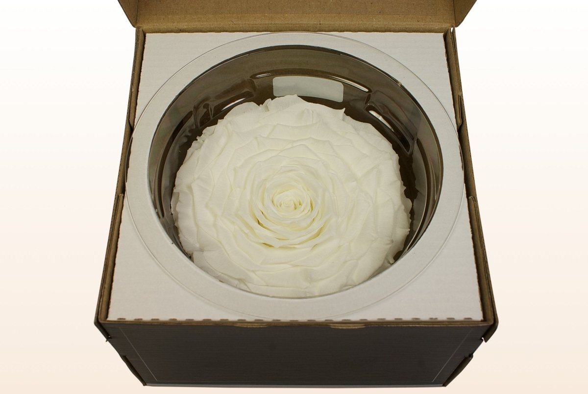 Konservierte Rosen