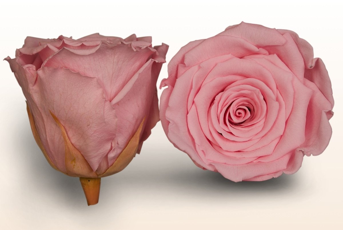 Roseamor_preservedroses_Lightp