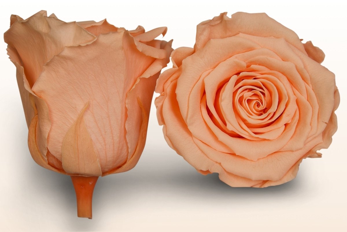rosenblüten aufbewahren Konservierte Rosen