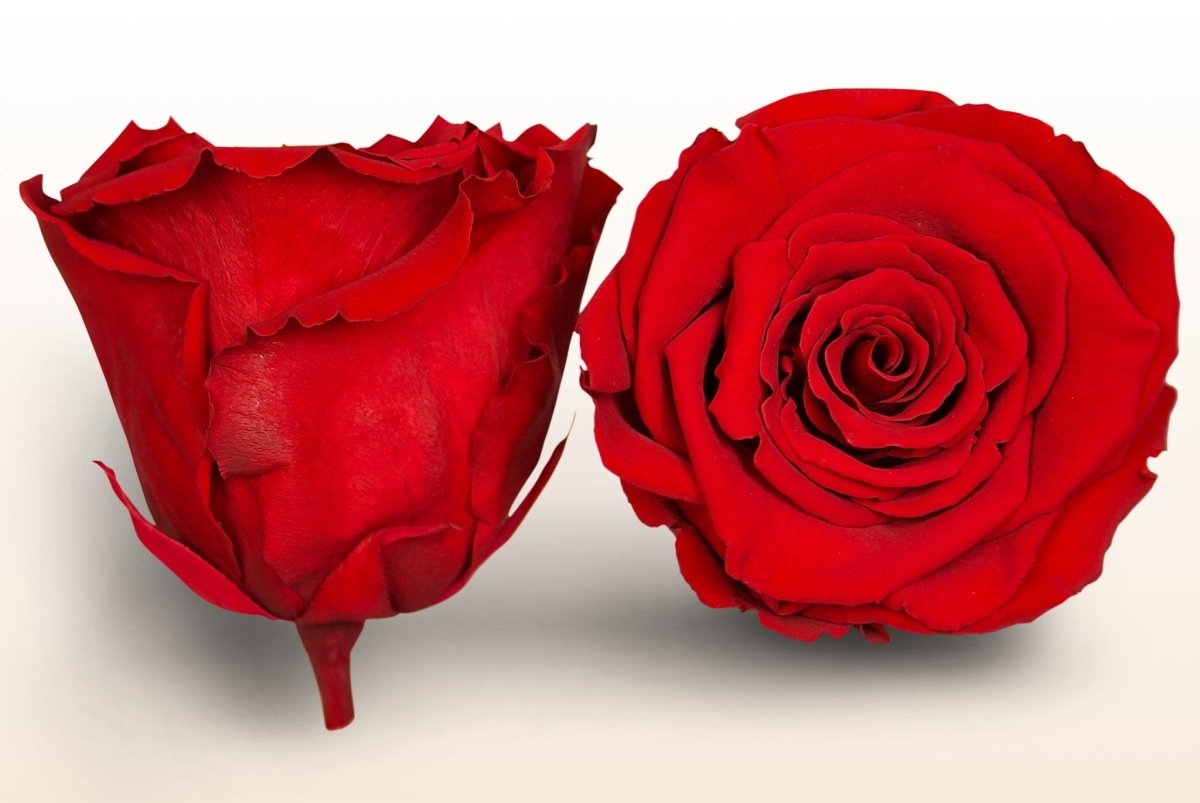 Konservierte Rosen - Rot – Sweet Colours