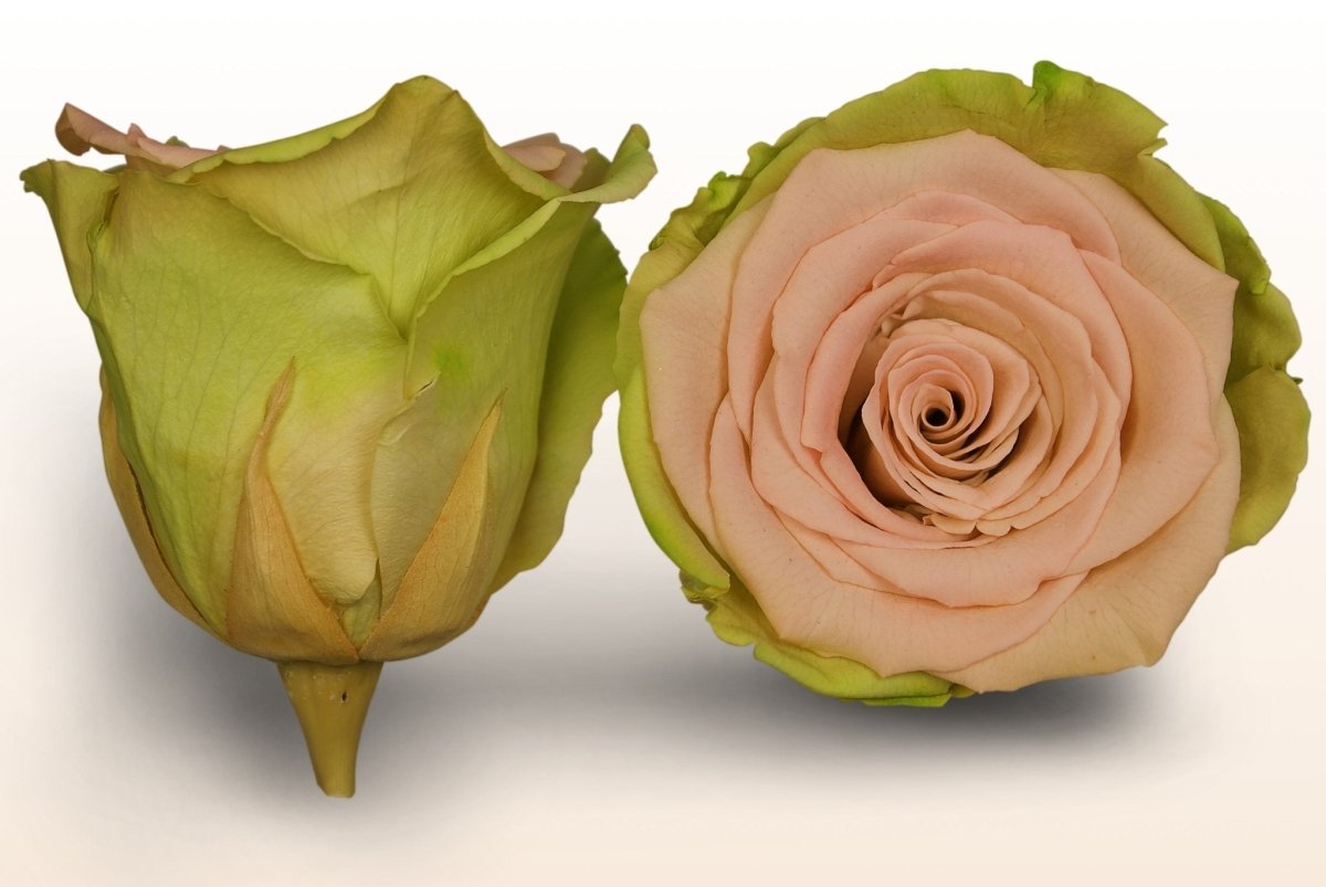 rosenblüten aufbewahren Konservierte Rosen